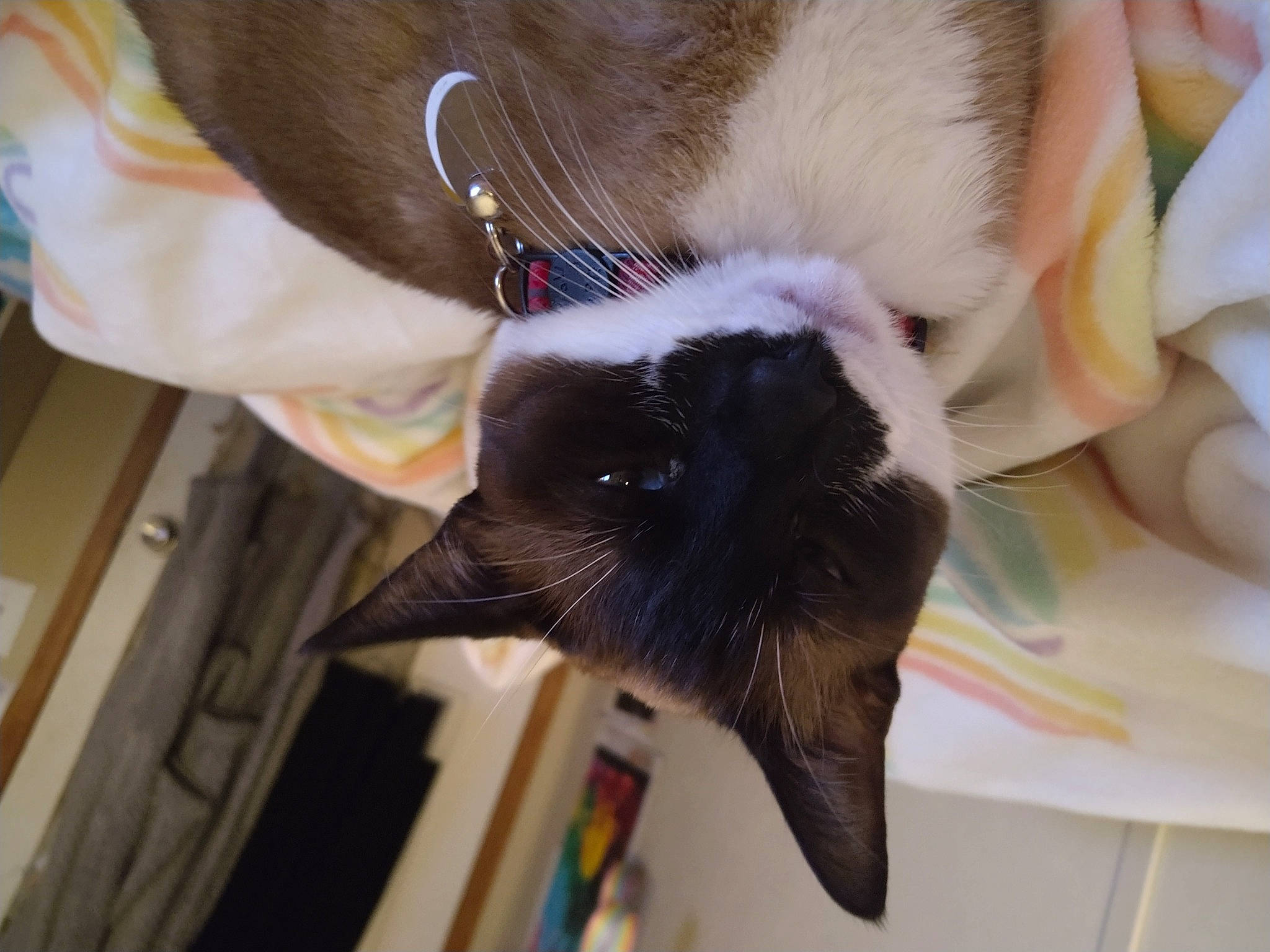 Artemis joined the competition — help win amazing prizes! canidae, carnivore, cat, claw, collar, comfort, companion_dog, dog_breed, domestic_short_haired_cat, ear, eyelash, fawn, felidae, fur, natural_material, small_to_medium_sized_cats, snout, sporting_group, tail, whiskers