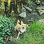 dog, small_dog, pink_harness, grass, ivy, stream, rocks, water, nature, outdoor, happy, pet, canine, leash, smiling, greenery, sunlight, animal, playful, summer