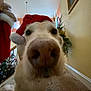 animal, canine, carpet, close_up, cute, decor, dog, festive, fur, holiday, home, indoor, muzzle, nose, pet, plant, portrait, santa_hat, staircase, wall