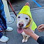 Daisy is registered to the contest to win money with this photo: animal, banana_costume, brown, car, costume, cute, dog, footwear, golden_retriever, hand, happy, leash, outdoor, parking_lot, pavement, person, pet, sidewalk, tongue_out, yellow