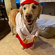 Daisy joined the competition — help win amazing prizes! animal, canine, chair, costume, cute, decor, dog, dog_bed, funny, golden_retriever, happy, hat, home, in_n_out, indoor, pet, smiling, table, tile_floor, uniform