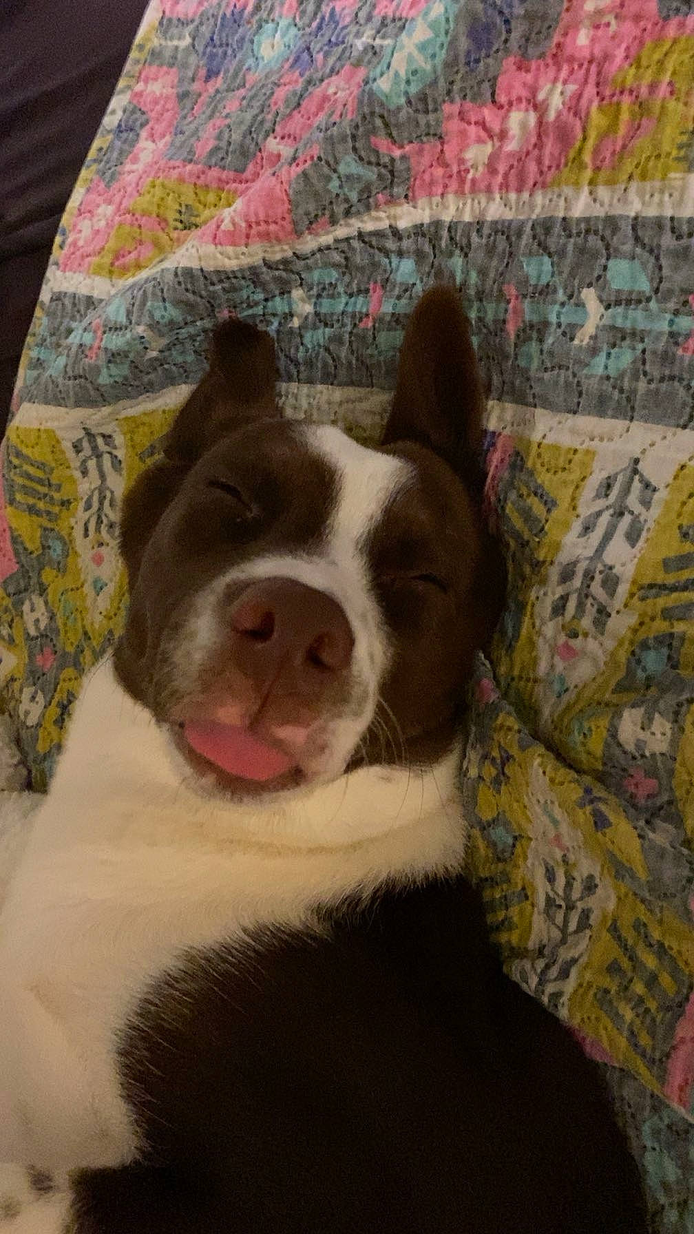 Sadie Boone is registered to the contest to win money with this photo: canidae, carnivore, comfort, companion_dog, couch, dog, dog_breed, ear, fawn, fur, linens, non_sporting_group, pattern, room, snout, sporting_group, terrestrial_animal, whiskers, wood, working_animal