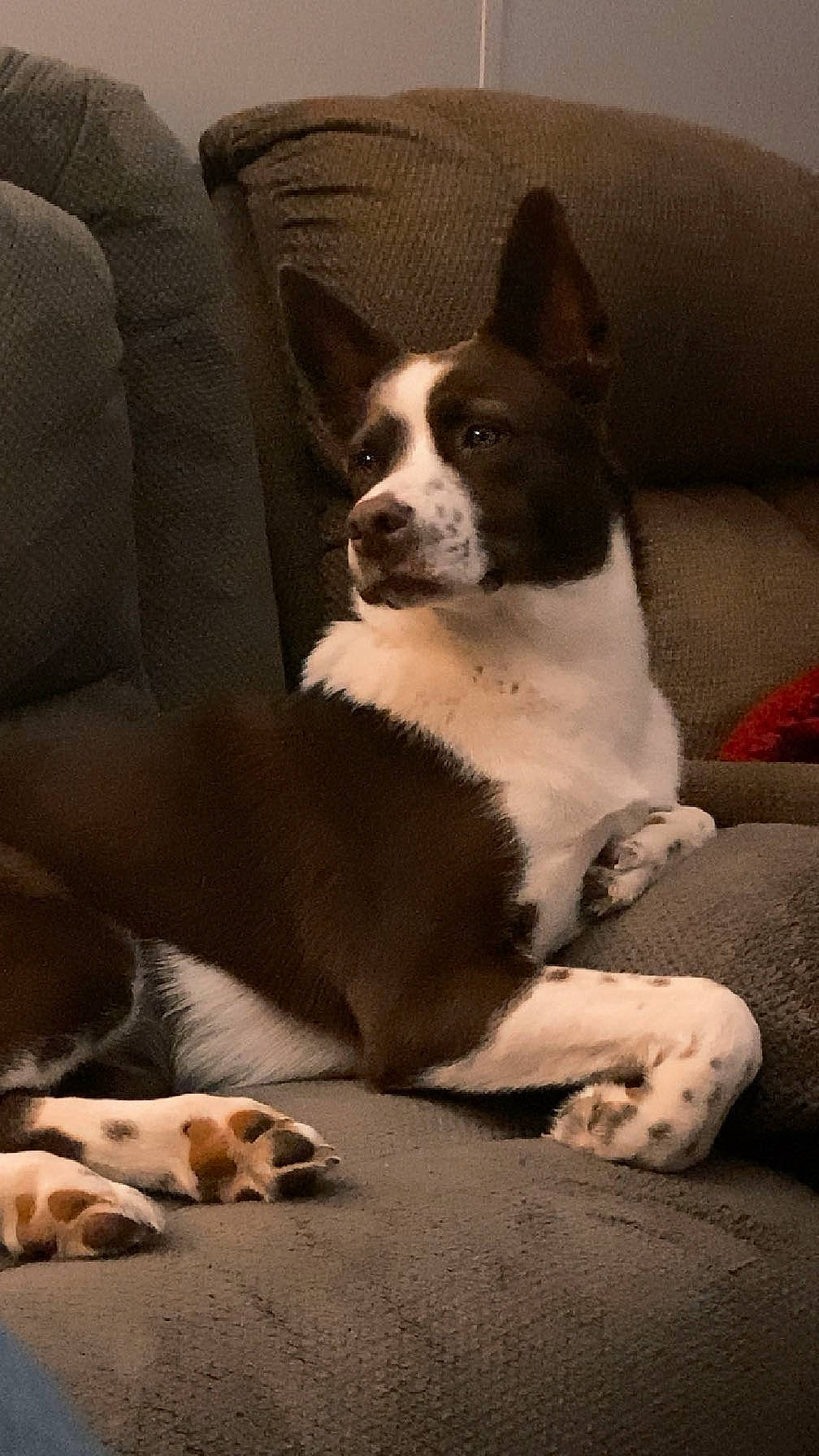 Sadie Boone is registered to the contest to win money with this photo: bored, boston_terrier, canidae, carnivore, comfort, companion_dog, couch, dog, dog_breed, fawn, linens, non_sporting_group, sitting, snout, sporting_group, terrestrial_animal, toy_dog, whiskers, working_animal