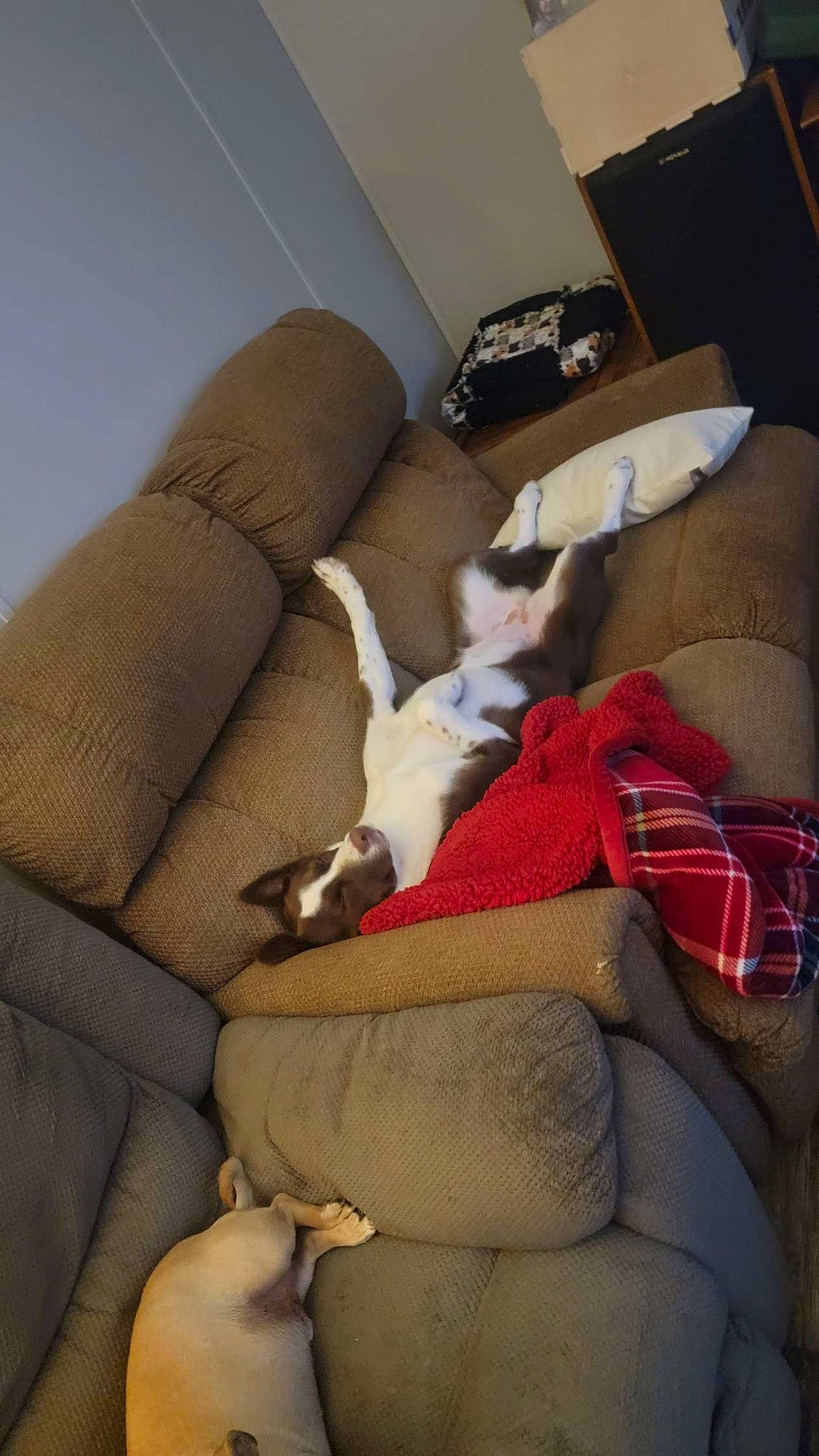 Sadie Boone joined the competition — help win amazing prizes! armrest, carnivore, cat, comfort, companion_dog, couch, dog_breed, fawn, felidae, fur, human_leg, lap, linens, living_room, pillow, small_to_medium_sized_cats, tail, thigh, throw_pillow, whiskers