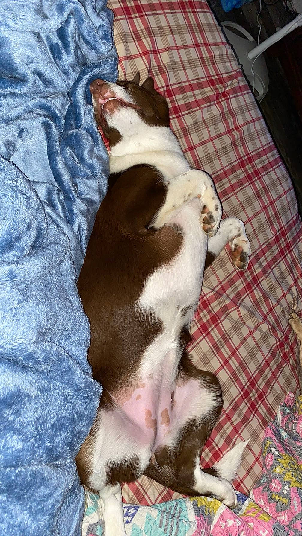 Sadie Boone is registered to the contest to win money with this photo: comfort, companion_dog, dog, dog_breed, linens, mammal, non_sporting_group, pattern, paw, plaid, tableware, tail, tartan, toy_dog, working_animal