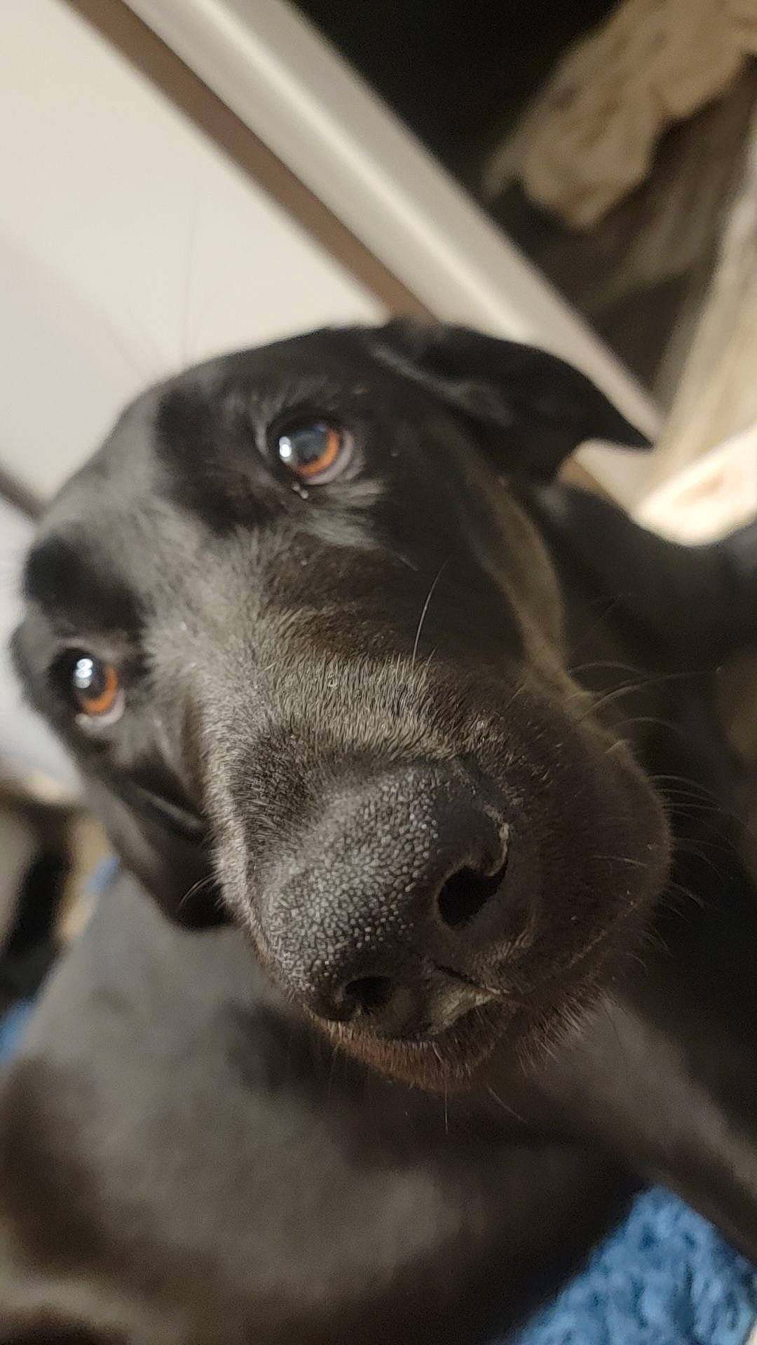 Lucille joined the competition — help win amazing prizes! borador, canidae, carnivore, companion_dog, dog, dog_breed, ear, eye, fur, gun_dog, labrador_retriever, liver, monochrome, monochrome_photography, pet_supply, snout, sporting_group, terrestrial_animal, whiskers, working_animal