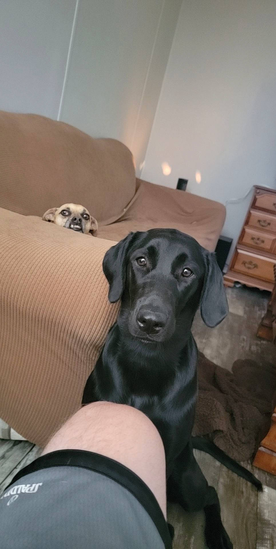 Lucille is registered to the contest to win money with this photo: borador, canidae, carnivore, comfort, companion_dog, couch, dog, dog_breed, dog_supply, fawn, flooring, fur, guard_dog, hardwood, liver, sitting, snout, sporting_group, wood, working_animal