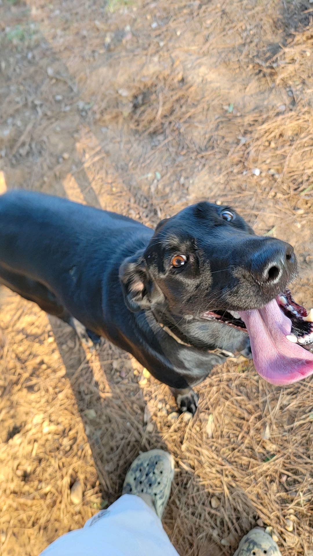 Lucille joined the competition — help win amazing prizes! canidae, carnivore, dog, dog_breed, electric_blue, fawn, fur, grass, landscape, natural_material, non_sporting_group, snout, soil, sporting_group, terrestrial_animal, wildlife, working_animal