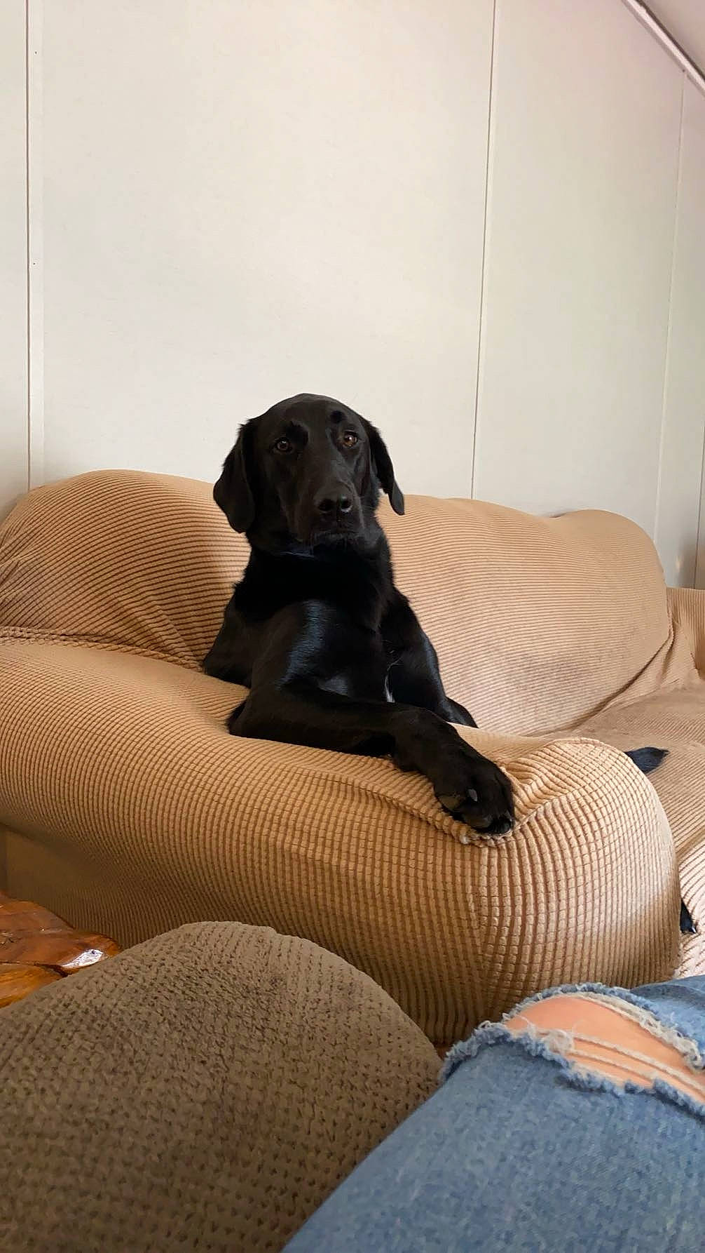 Lucille joined the competition — help win amazing prizes! canidae, carnivore, comfort, companion_dog, couch, dog, dog_breed, fawn, floor, flooring, fur, hardwood, room, snout, sporting_group, studio_couch, terrestrial_animal, tints_and_shades, wood, working_animal