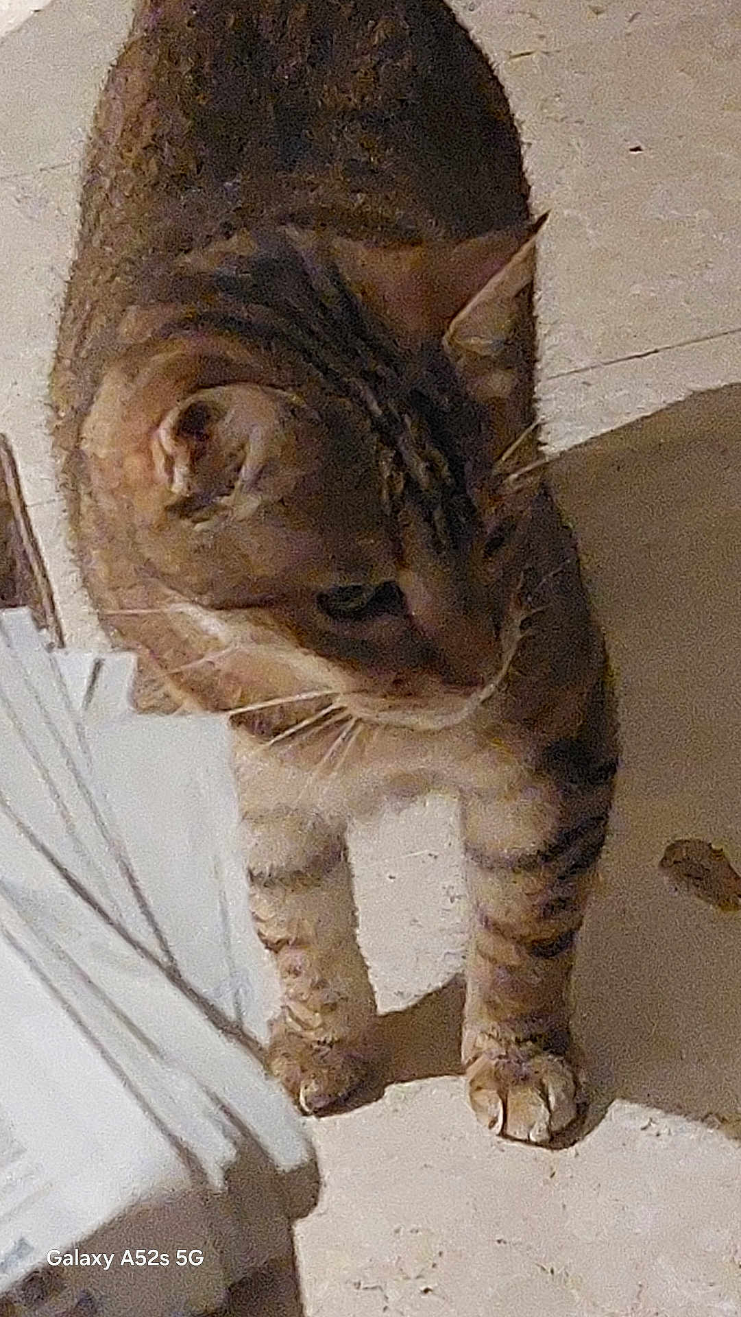 Manhattan a rejoint le concours — aidez-le/la à gagner de superbes lots ! cat, tabby, animal, pet, curious, standing, floor, indoor, whiskers, fur, legs, paws, ear, side_view, mammal, domestic, feline, brown, striped, closeup