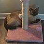 animal, baseboard, cat, curious, ears, feline, floor, fuzzy, indoor, pet, pink, playful, relaxed, scratching_post, siamese_cat, tail, toy, wall, whiskers, wooden_floor