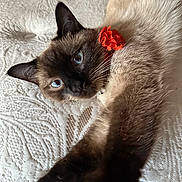 Sushi is registered to the contest to win money with this photo: animal, blue_eyes, cat, close_up, cute, domestic_cat, feline, flower_collar, fur, indoor, laying_down, paw, pet, portrait, relaxed, siamese_cat, stretching, texture, whiskers, white_background