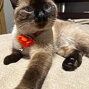 Sushi is registered to the contest to win money with this photo: cat, siamese_cat, blue_eyes, pet, animal, feline, collar, orange_flower, paw, stretching, indoor, bed, blanket, fur, whiskers, closeup, relaxed, cute, domestic_cat, mammal