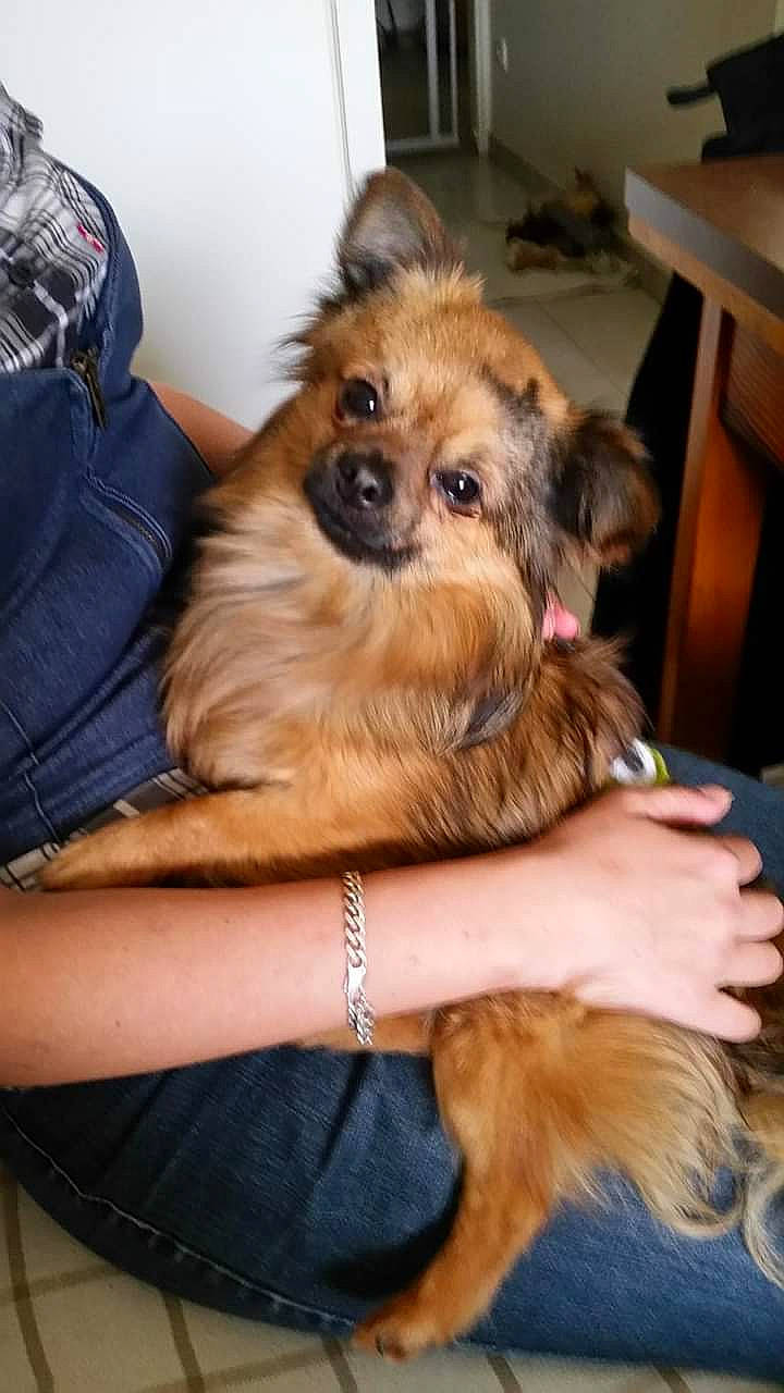 Rex a rejoint le concours — aidez-le/la à gagner de superbes lots ! canidae, carnivore, companion_dog, dog, dog_breed, dog_supply, fawn, fur, liver, snout, sporting_group, toy_dog, working_animal, working_dog