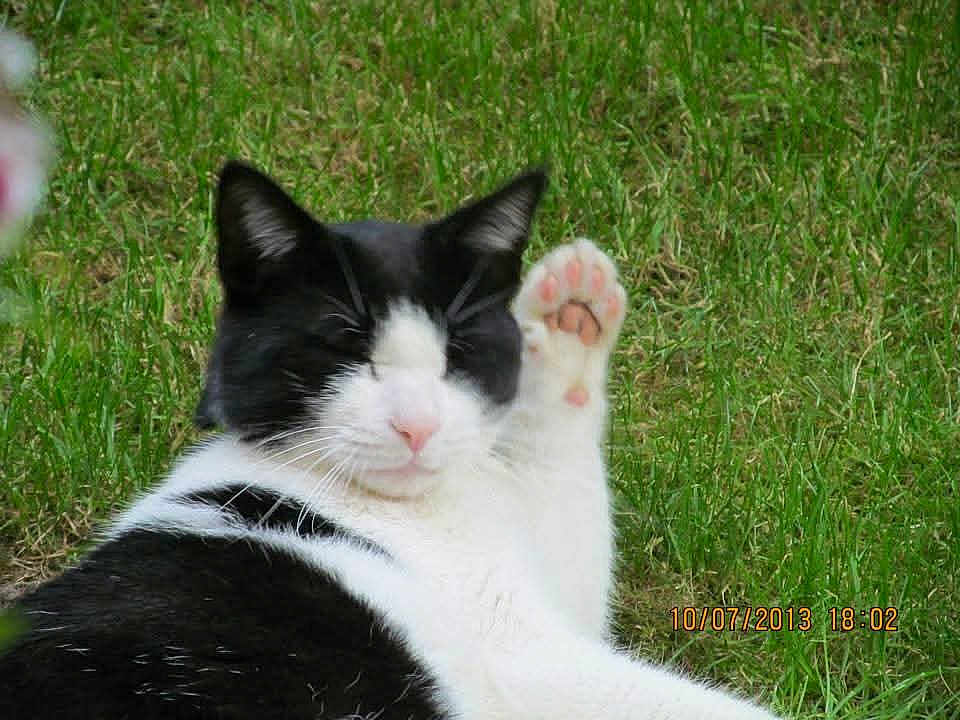 Mouette a rejoint le concours — aidez-le/la à gagner de superbes lots ! cat, black_and_white, paw, grass, outdoor, animal, pet, relaxed, sleepy, cute, feline, nature, closeup, whiskers, nose, ears, daytime, mammal, fur, resting