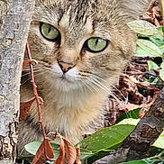 Yvonne participe au concours pour gagner de l'argent avec cette photo : cat, tabby_cat, green_eyes, tree_trunk, leaves, autumn, outdoor, nature, wildlife, curious, feline, closeup, whiskers, forest_floor, bark, camouflage, animal, mammal, eye_contact, natural_light