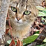 animal, autumn, bark, camouflage, cat, closeup, curious, eye_contact, feline, forest_floor, green_eyes, leaves, mammal, natural_light, nature, outdoor, tabby_cat, tree_trunk, whiskers, wildlife