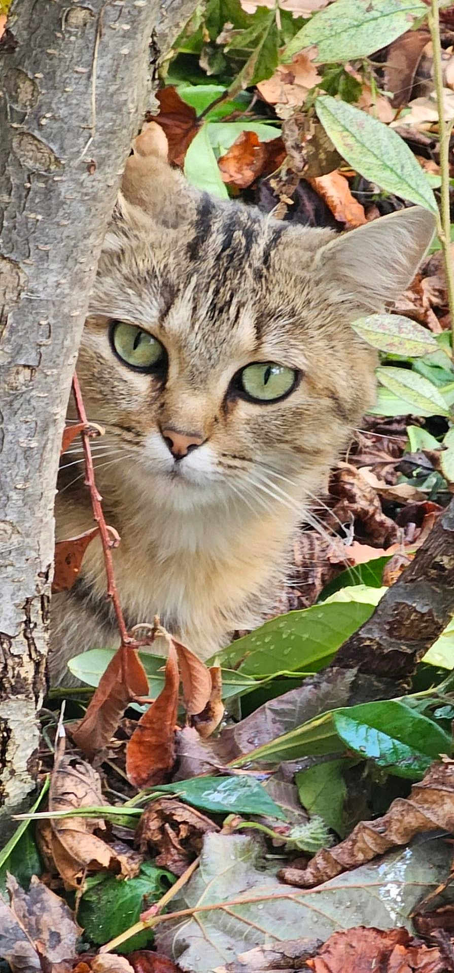 Yvonne participe au concours pour gagner de l'argent avec cette photo : cat, tabby_cat, green_eyes, tree_trunk, leaves, autumn, outdoor, nature, wildlife, curious, feline, closeup, whiskers, forest_floor, bark, camouflage, animal, mammal, eye_contact, natural_light
