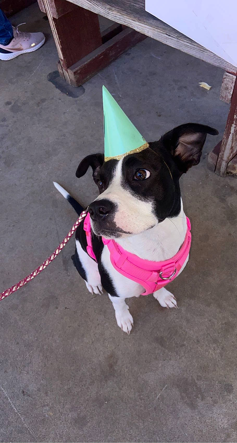 Moo is registered to the contest to win money with this photo: canidae, carmine, carnivore, collar, companion_dog, dog, dog_breed, dog_collar, dog_supply, electric_blue, fashion_accessory, fawn, flooring, leash, magenta, pet_supply, snout, sporting_group, tail, working_animal