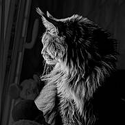 Totem participe au concours pour gagner de l'argent avec cette photo : cat, fluffy, profile, black_and_white, window, soft_light, fur, whiskers, serene, indoor, pet, animal, portrait, moody, contrast, quiet, toys, blurred_background, feline, side_view