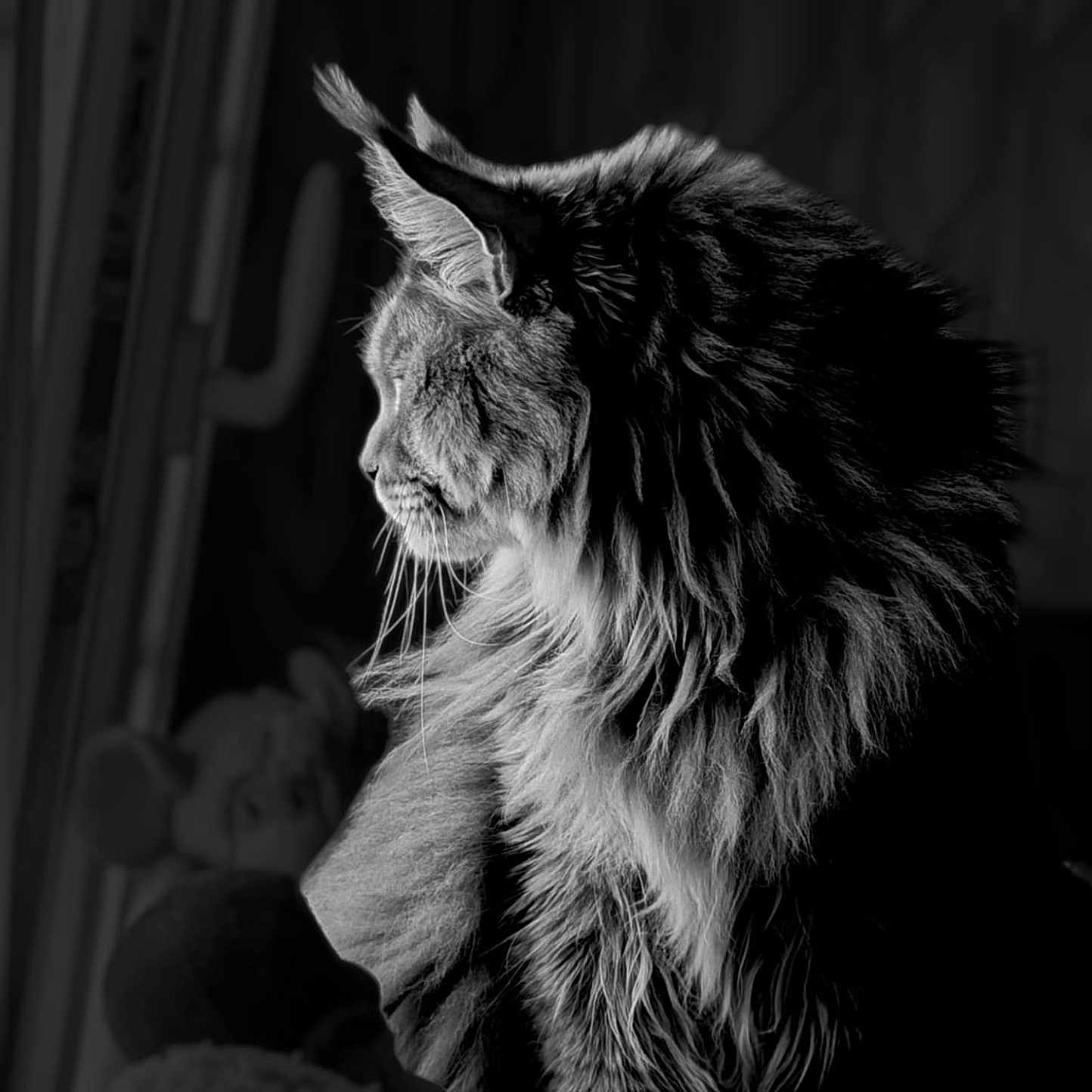 Totem participe au concours pour gagner de l'argent avec cette photo : animal, black_and_white, blurred_background, cat, contrast, feline, fluffy, fur, indoor, moody, pet, portrait, profile, quiet, serene, side_view, soft_light, toys, whiskers, window