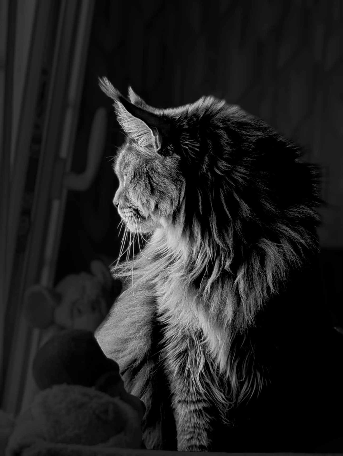 Totem participe au concours pour gagner de l'argent avec cette photo : cat, fluffy, profile, black_and_white, window, soft_light, fur, whiskers, serene, indoor, pet, animal, portrait, moody, contrast, quiet, toys, blurred_background, feline, side_view