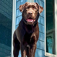 Boh is registered to the contest to win money with this photo: animal, blue_siding, canine, chocolate_dog, close_up, daylight, dog, ears_up, front_view, happy, house, labrador_retriever, outdoor, pet, portrait, smiling, standing, sunlight, tongue_out, window