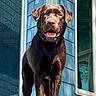 animal, blue_siding, canine, chocolate_dog, close_up, daylight, dog, ears_up, front_view, happy, house, labrador_retriever, outdoor, pet, portrait, smiling, standing, sunlight, tongue_out, window