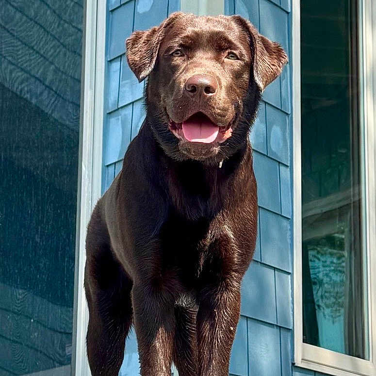Boh is registered to the contest to win money with this photo: animal, blue_siding, canine, chocolate_dog, close_up, daylight, dog, ears_up, front_view, happy, house, labrador_retriever, outdoor, pet, portrait, smiling, standing, sunlight, tongue_out, window