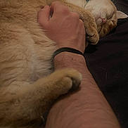 Lily is registered to the contest to win money with this photo: cat, orange_cat, sleeping, pet, human_arm, relaxing, cozy, fur, paw, indoor, resting, closeup, comfort, cuddle, animal, domestic_animal, hand, skin, bed, blanket