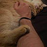 cat, orange_cat, sleeping, pet, human_arm, relaxing, cozy, fur, paw, indoor, resting, closeup, comfort, cuddle, animal, domestic_animal, hand, skin, bed, blanket