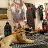 Lily is registered to the contest to win money with this photo: cat, orange_cat, halloween, skeleton, pumpkin, ghost_decoration, door, window, rug, lantern, decorations, indoors, spooky, holiday, table, fabric_banner, handprints, tongue_out, black_and_white_pattern, floor