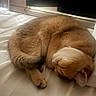 cat, sleeping, bed, pillow, orange_cat, curled_up, indoor, pet, feline, resting, cozy, fur, domestic_animal, relaxation, cute, animal, whiskers, soft, home, nap