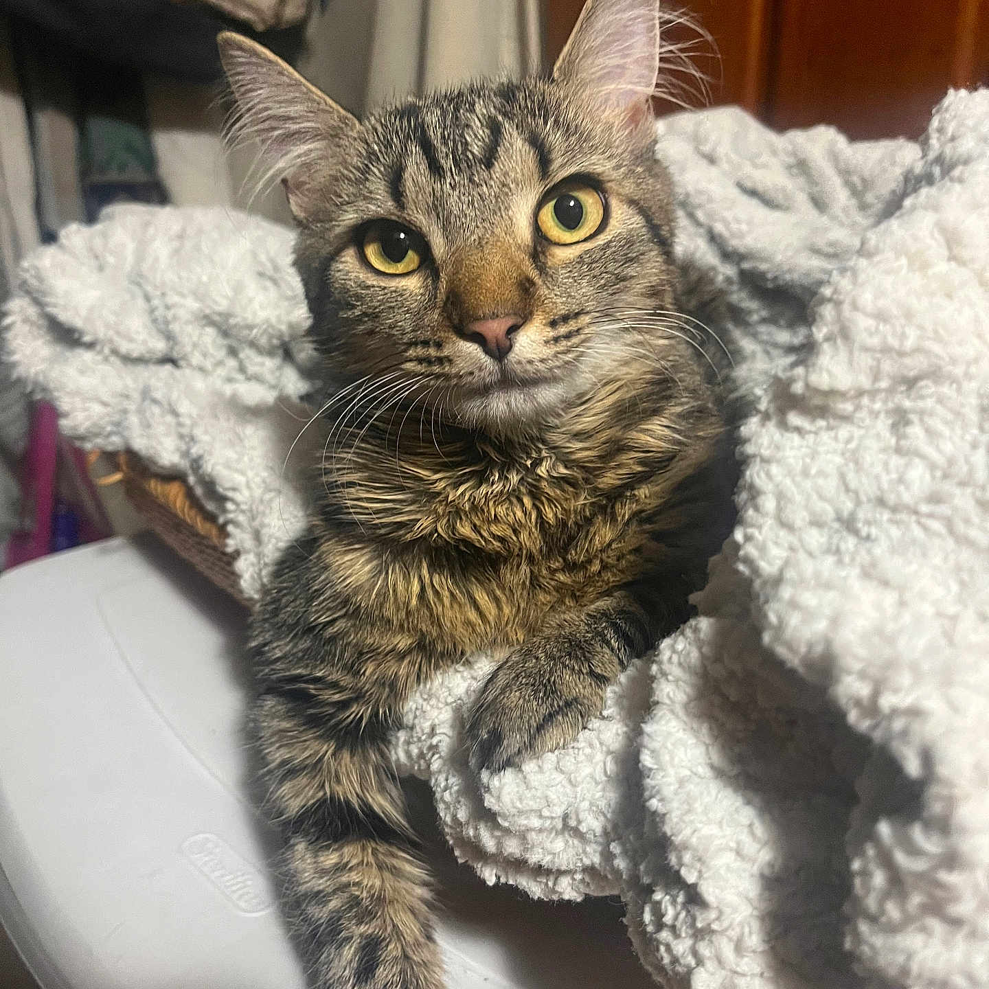 Millie joined the competition — help win amazing prizes! abyssinian, animal, blanket, cat, chair, couch, furniture, homedecor, kitten, laundry, linen, manx, pet, towel