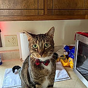 Todd is registered to the contest to win money with this photo: cat, tabby_cat, pet, bow_tie, green_eyes, whiskers, kitchen, countertop, microwave, cabinet, paper_towel, towel, sitting, indoor, portrait, appliance, bread_bag, electrical_outlet, curious, household_item