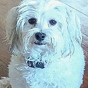 Mollie is registered to the contest to win money with this photo: animal, canine, closeup, collar, companion, curious, cute, dog, domestic_animal, fluffy, friendly, fur, indoor, looking_up, pet, portrait, scruffy, sitting, white_dog, wooden_floor
