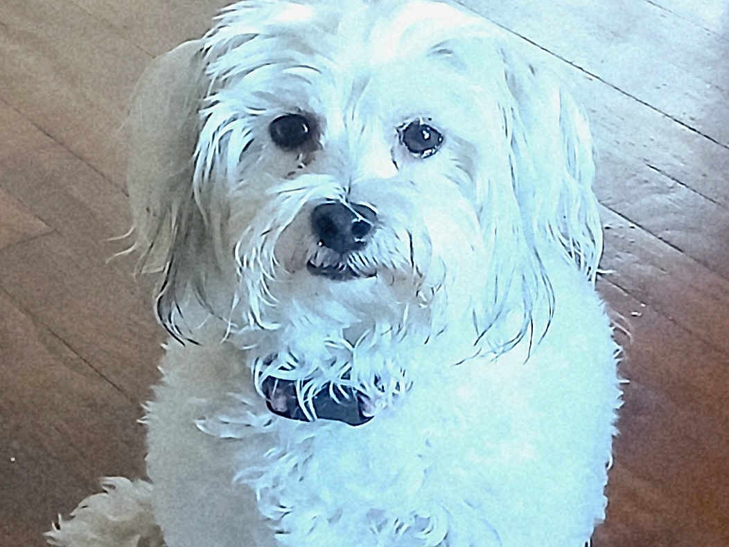 Mollie