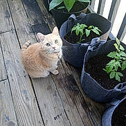 Emma joined the competition — help win amazing prizes! animal, cat, collar, curious, domestic_cat, fabric_pot, feline, garden, green_leaves, home_garden, looking_up, nature, orange_cat, outdoor, pet, plant, porch, potted_plant, wooden_floor, young_plant