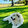 dog, white_dog, grass, outdoor, nature, sunlight, park, trees, tongue_out, canine, animal, pet, summer, relaxed, resting, fluffy, daytime, greenery, field, peaceful