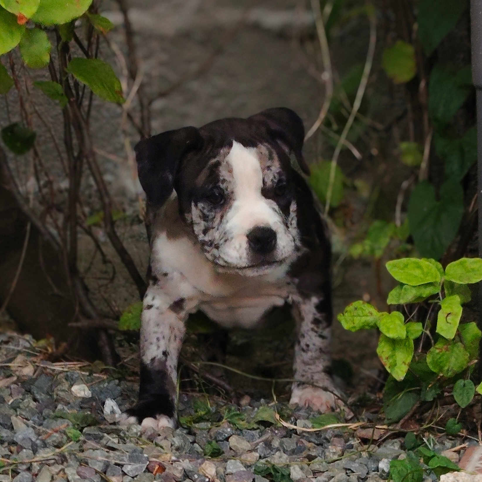 Nikita a rejoint le concours — aidez-le/la à gagner de superbes lots ! adorable, animal, canine, curious, cute, dog, exploring, fur, garden, greenery, leaves, nature, outdoor, pet, plants, puppy, rocks, small, spots, young