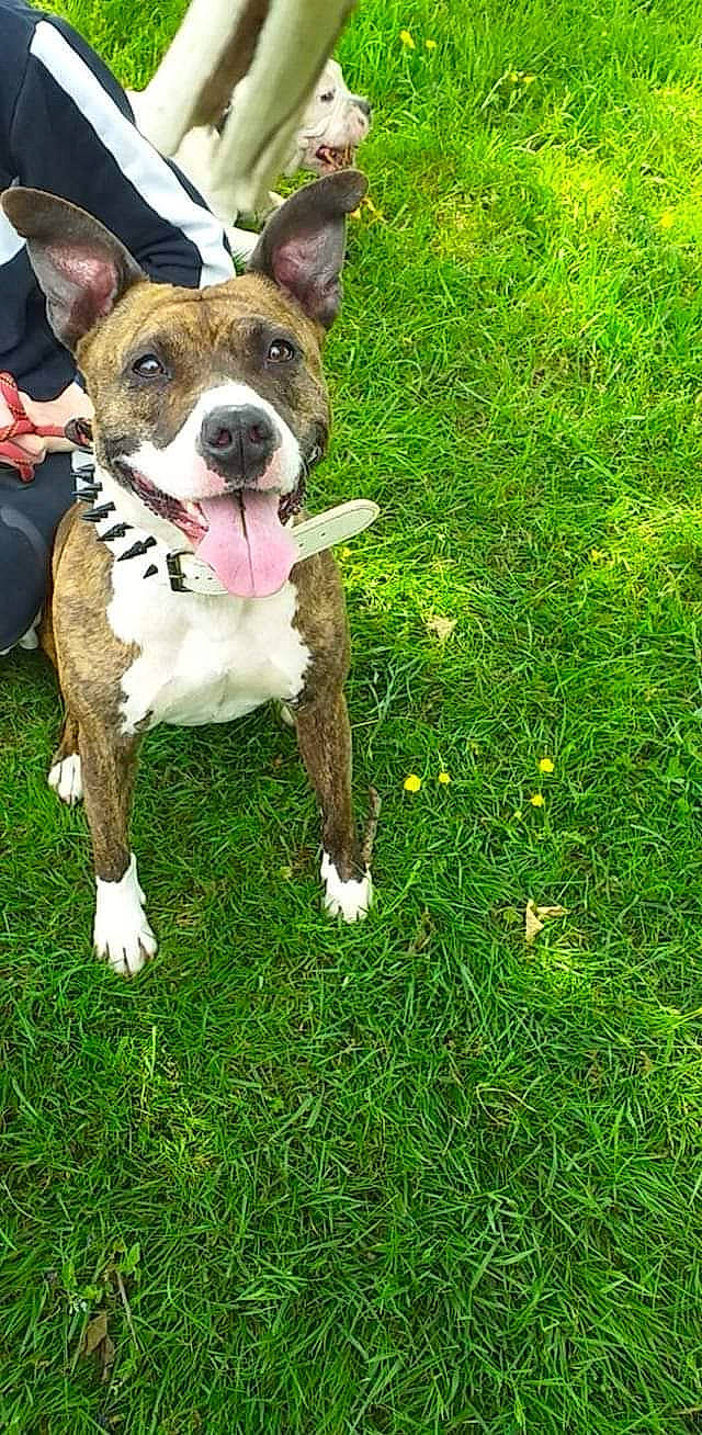 Louna participe au concours pour gagner de l'argent avec cette photo : canidae, carnivore, collar, companion_dog, dog, dog_breed, dog_collar, dog_supply, fawn, grass, grassland, groundcover, old_english_terrier, plant, snout, sporting_group, tail, terrier, whiskers, working_dog