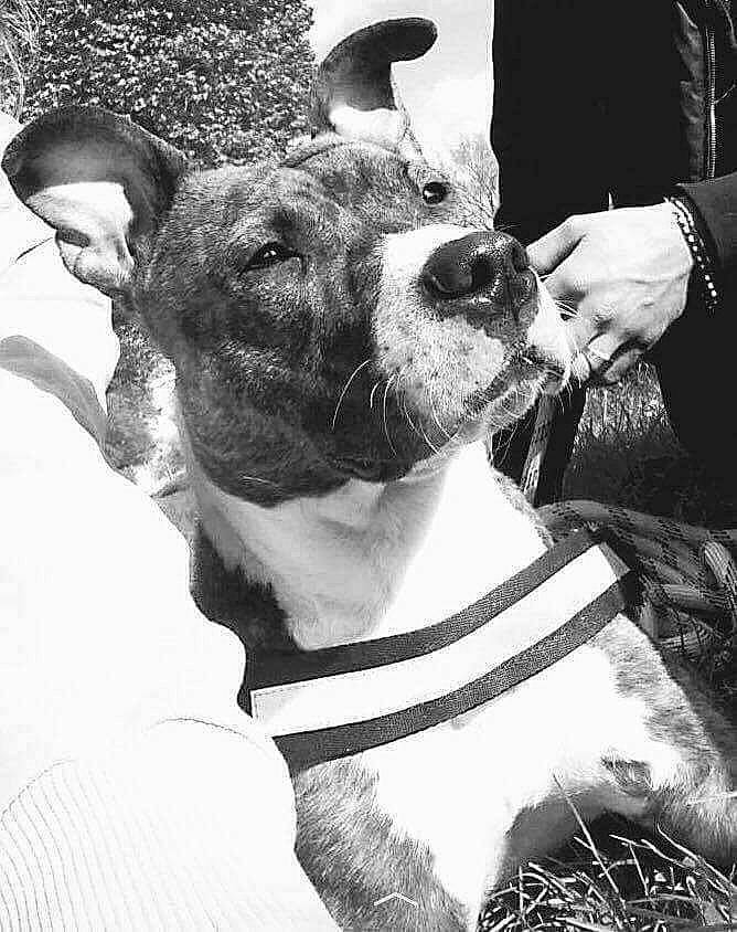 Louna a rejoint le concours — aidez-le/la à gagner de superbes lots ! black, black_and_white, carnivore, collar, companion_dog, dog, dog_breed, dog_collar, ear, fawn, gesture, jaw, monochrome, monochrome_photography, photograph, snout, style, whiskers, white, working_animal