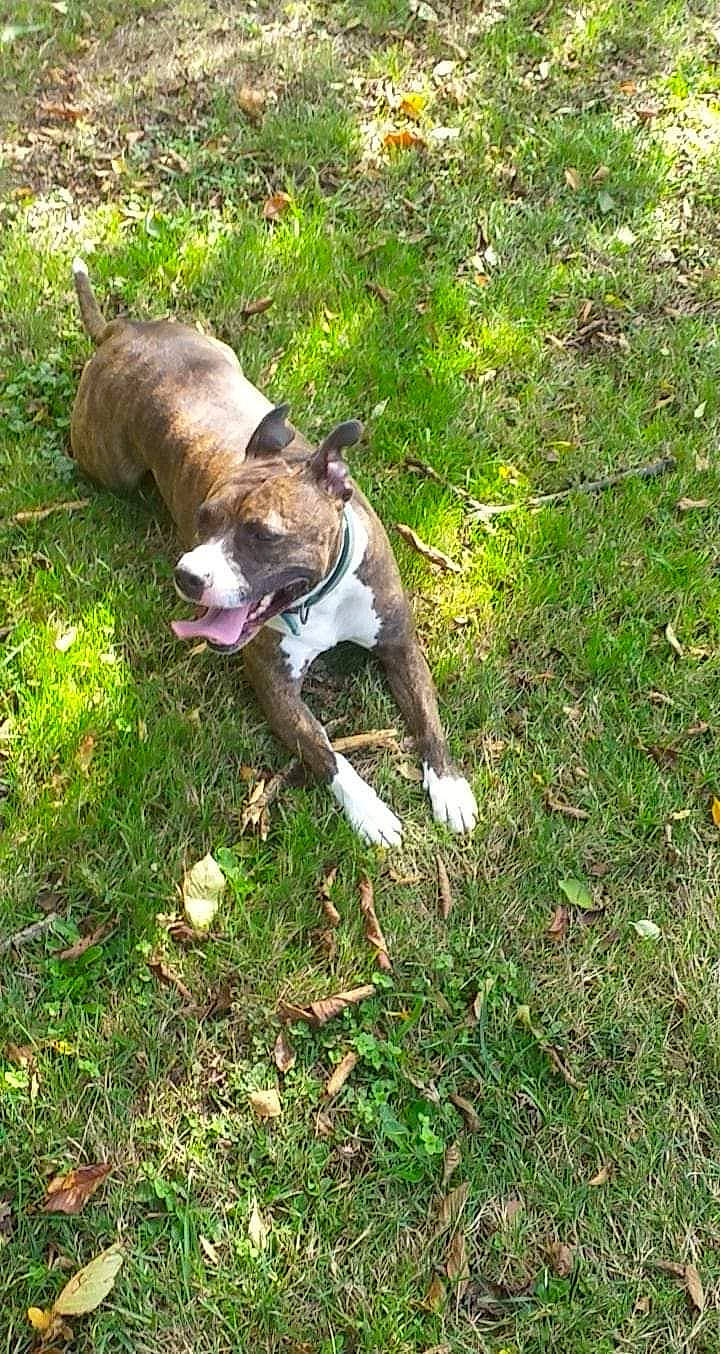 Louna a rejoint le concours — aidez-le/la à gagner de superbes lots ! boston_terrier, carnivore, collar, companion_dog, dog, dog_breed, dog_collar, fawn, felidae, grass, grass_family, groundcover, lawn, leash, plant, snout, tail, terrier, whiskers, working_animal