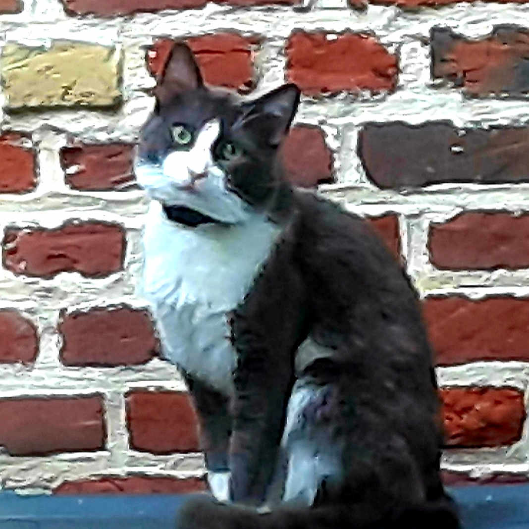 Mya a rejoint le concours — aidez-le/la à gagner de superbes lots ! abyssinian, angora, animal, architecture, art, blackcat, brick, building, canine, cat, dog, egyptiancat, husky, kitten, manx, painting, pet, siamese, slate, wall
