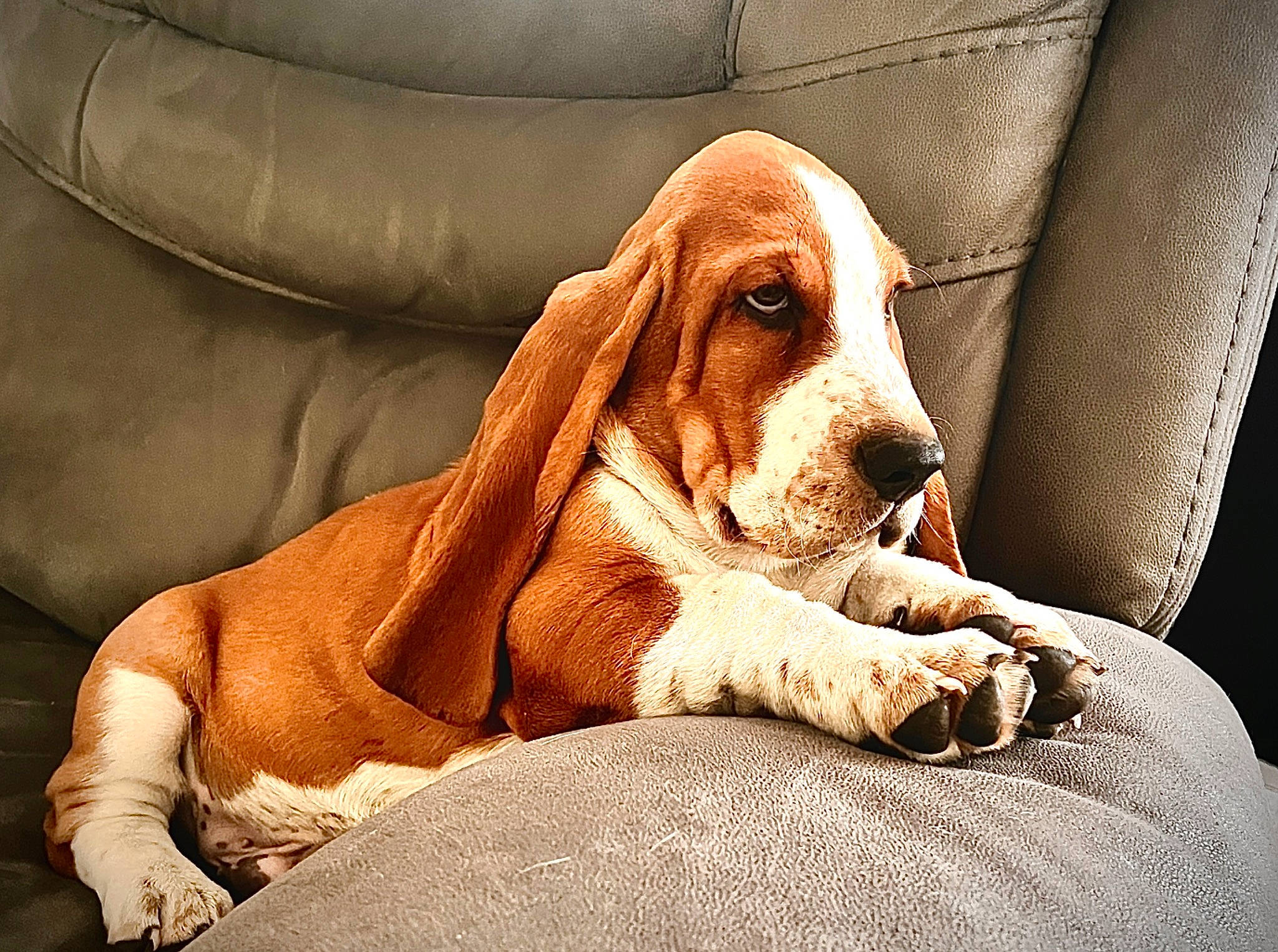 Wrigley joined the competition — help win amazing prizes! ball, basset_hound, bored, canidae, carnivore, comfort, companion_dog, dog, dog_breed, fawn, finnish_hound, hound, liver, scent_hound, snout, sporting_group, tennis_ball, terrestrial_animal, whiskers, working_animal