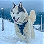 Pirate participe au concours pour gagner de l'argent avec cette photo : dog, husky, snow, outdoor, winter, animal, blue_eyes, fur, pet, playful, cold, nature, canine, harness, running, happy, muzzle, fluffy, tail, landscape