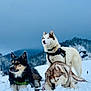 Pirate a rejoint le concours — aidez-le/la à gagner de superbes lots ! dog, husky, snow, outdoor, mountain, animal, pet, canine, winter, fur, nature, cold, playful, harness, landscape, sky, forest, alert, lying_down, standing