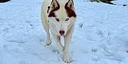 Pirate participe au concours pour gagner de l'argent avec cette photo : dog, husky, snow, winter, forest, trees, canine, animal, outdoor, nature, walking, heterochromia, blue_eye, brown_eye, fur, cold, snowy_ground, moss, daylight, scenic