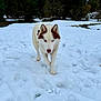 dog, husky, snow, winter, forest, trees, canine, animal, outdoor, nature, walking, heterochromia, blue_eye, brown_eye, fur, cold, snowy_ground, moss, daylight, scenic