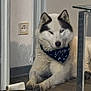 dog, husky, indoor, floor, bandana, chew_toy, wooden_floor, pet, canine, lying_down, heterochromatic_eyes, white, black, glass_table, relaxed, domestic, animal, companion, home, furniture